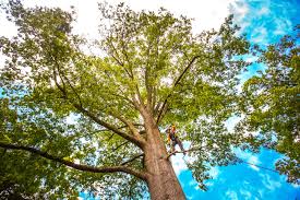 Best Tree Removal  in St Georges, DE